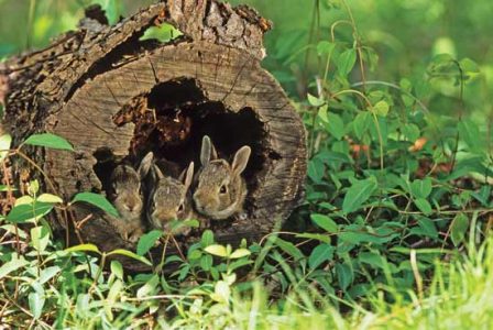 Baby Rabbits In A Log